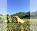 Small #2 Golden Retriever