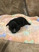 Small Photo #7 Faux Frenchbo Bulldog Puppy For Sale in ALTOONA, KS, USA