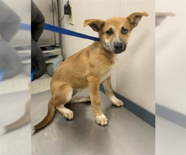 Medium Photo #1 German Shepherd Dog-Unknown Mix Puppy For Sale in Visalia, CA, USA