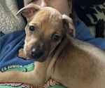 Puppy Ipkiss Boxer-Chihuahua Mix