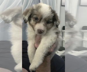 Miniature Australian Shepherd Puppy for sale in JEFF CITY, TN, USA