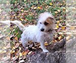 Small Photo #3 Lhasa Apso-Unknown Mix Puppy For Sale in Missouri City, TX, USA