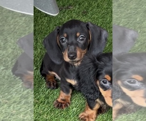 Dachshund Puppy for sale in NILES, MI, USA