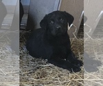 Small Photo #1 Labrador Retriever Puppy For Sale in GLASGOW, KY, USA