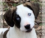 Small Photo #3 Basset Hound-Retriever  Mix Puppy For Sale in Rockaway, NJ, USA