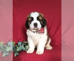 Small Photo #2 Saint Bernard Puppy For Sale in QUARRYVILLE, PA, USA
