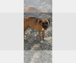 Small #2 Boxer