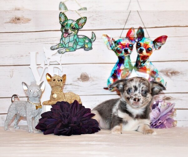 Medium Photo #1 Chihuahua Puppy For Sale in CHARLESTON, AR, USA