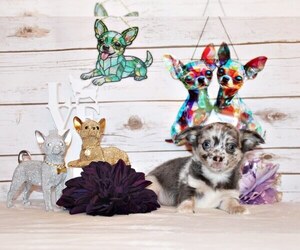 Medium Chihuahua