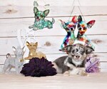 Puppy Elgin Chihuahua
