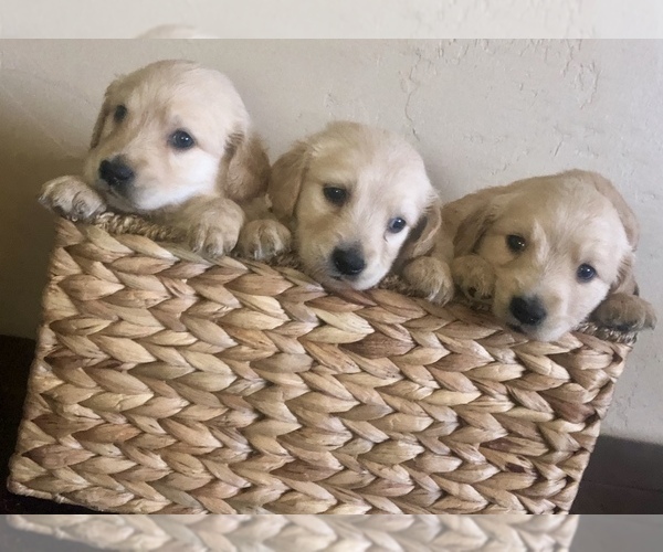Medium Photo #1 Golden Retriever Puppy For Sale in NIXA, MO, USA