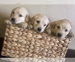 Small Photo #1 Golden Retriever Puppy For Sale in NIXA, MO, USA