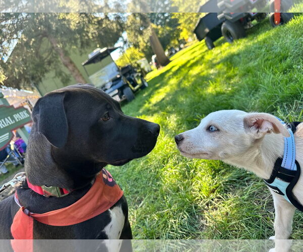 Medium Photo #6 Labrador Retriever-Unknown Mix Puppy For Sale in Germantown, OH, USA