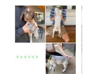 German Shorthaired Pointer Puppy for sale in VALLEY SPGS, CA, USA