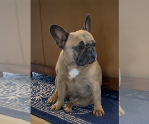 French Bulldog Puppy for sale in LEAWOOD, KS, USA