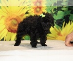 Melina - Female Poodle (Toy) Puppy for Sale - Photo #37