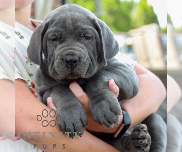 Medium Photo #3 Cane Corso Puppy For Sale in LANCASTER, PA, USA