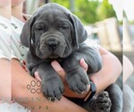 Small #2 Cane Corso