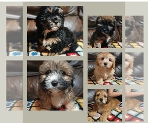 Silky Cocker Puppy for Sale in BURLINGTON, Massachusetts USA
