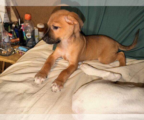 Medium Photo #1 German Shorthaired Pointer Puppy For Sale in The Woodlands, TX, USA