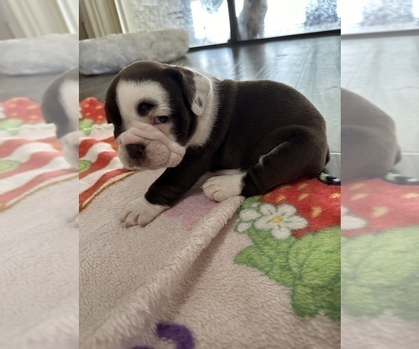 Medium Photo #5 English Bulldog Puppy For Sale in SPRING HILL, FL, USA