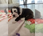 Small Photo #5 English Bulldog Puppy For Sale in SPRING HILL, FL, USA