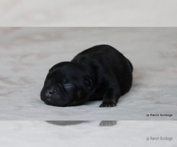 Medium Photo #33 French Bulldog Puppy For Sale in WINNSBORO, TX, USA