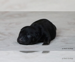 Small Photo #33 French Bulldog Puppy For Sale in WINNSBORO, TX, USA