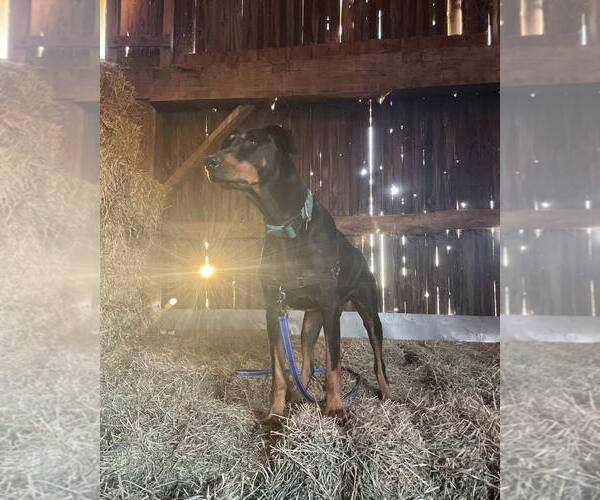 Medium Photo #1 Doberman Pinscher-Unknown Mix Puppy For Sale in Rochester, NY, USA