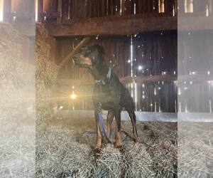 Doberman Pinscher-Unknown Mix Dogs for adoption in Rochester, NY, USA