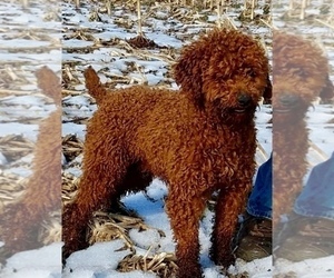 Father of the Goldendoodle (Miniature) puppies born on 03/06/2023
