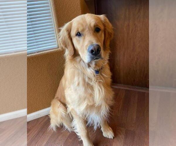 Medium Photo #1 Golden Retriever Puppy For Sale in COLORADO SPRINGS, CO, USA