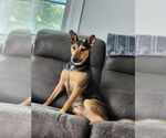 Small #3 Mutt