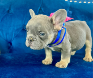 French Bulldog Puppy for sale in CHICAGO, IL, USA