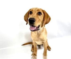 Medium Labrador Retriever