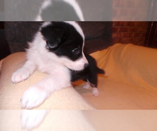 Medium Photo #29 Border Collie Puppy For Sale in AIKEN, SC, USA