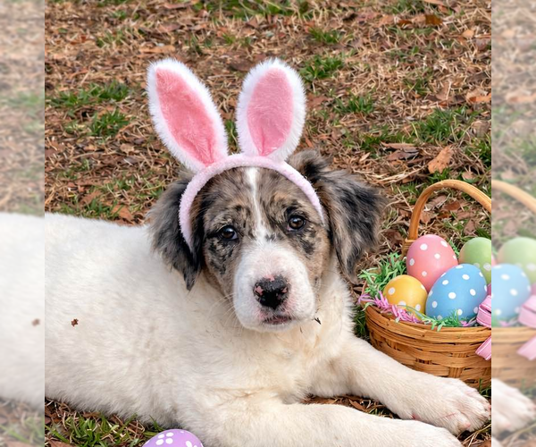 Medium Photo #1 Borador Puppy For Sale in Yardley, PA, USA