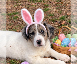 Borador Dogs for adoption in Yardley, PA, USA