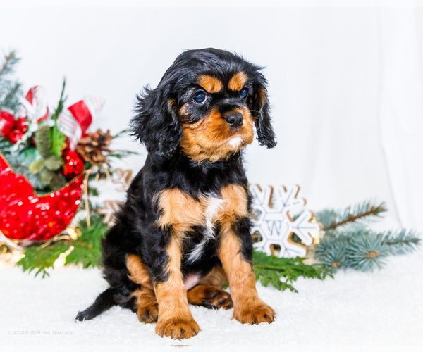 Medium Photo #47 Cavalier King Charles Spaniel Puppy For Sale in WAKARUSA, IN, USA