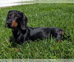 Small #5 Dachshund