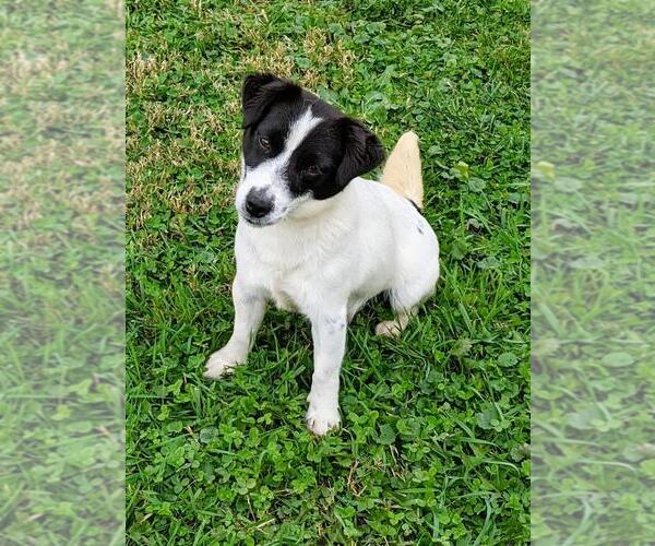 Medium Photo #1 Jack Russell Terrier Puppy For Sale in APPLE GROVE, WV, USA