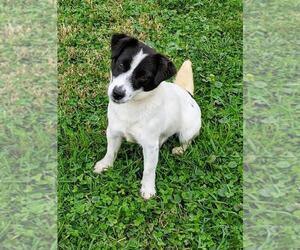 Mother of the Jack Russell Terrier puppies born on 07/29/2025