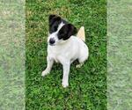 Small Photo #1 Jack Russell Terrier Puppy For Sale in APPLE GROVE, WV, USA