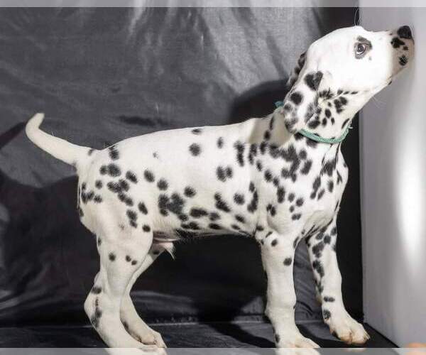 Medium Photo #25 Dalmatian Puppy For Sale in JASPER, FL, USA