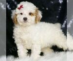 Small #3 Poodle (Toy)