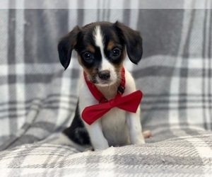Border Collie-Cavalier King Charles Spaniel Mix Puppy for sale in LAKELAND, FL, USA
