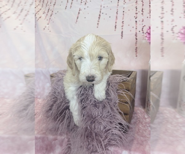 Medium Photo #24 Aussie-Poo-Goldendoodle Mix Puppy For Sale in COMMERCE, MI, USA