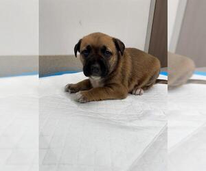 Mutt Dog for Adoption in Baytown, Texas USA