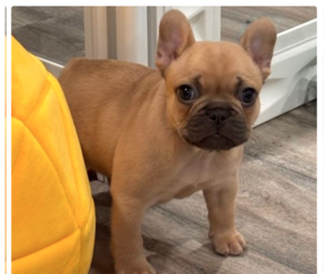 French Bulldog Puppy for sale in SOUTH BEND, IN, USA