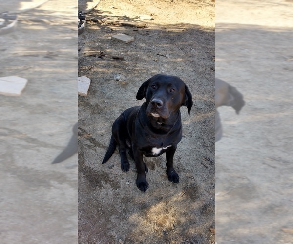 Medium Photo #1 Labrador Retriever Puppy For Sale in JURUPA VALLEY, CA, USA